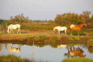 aigues mortes location appartement chevaux camarguais