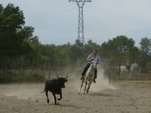 aigues mortes location appartement gardian camarguais